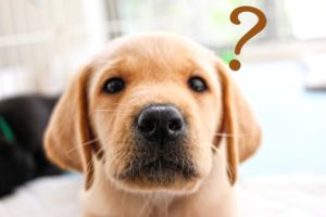 クエスチョンマークを浮かべる犬