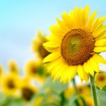 青空にのびるひまわりの花