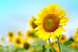 青空にのびるひまわりの花